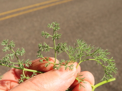 Lomatium klickitatense