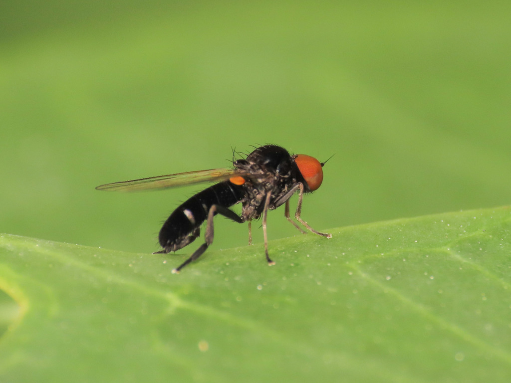 Callomyia elegans