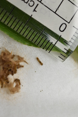 Euproctis staudingeri