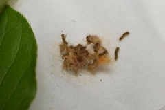 Euproctis staudingeri