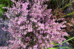 Erica similis