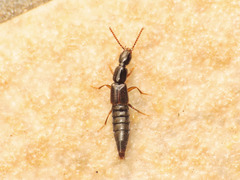 Othius laeviusculus