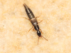 Othius laeviusculus