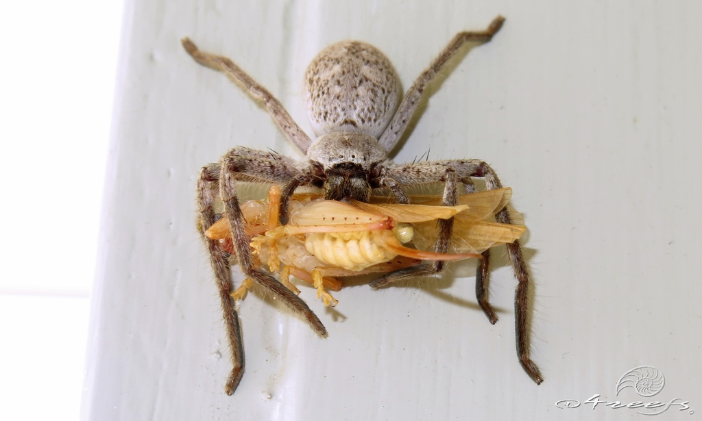 Queensland Spotted Huntsman Spider