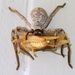 Queensland Spotted Huntsman Spider - Photo (c) D. Torres-Pulliza, some rights reserved (CC BY-NC)