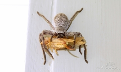 Isopedella conspersa