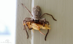 Isopedella conspersa