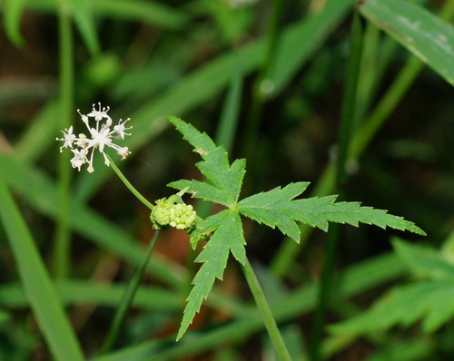 Hydrocotyle geraniifolia F.Muell.
