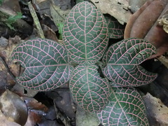 Fittonia albivenis