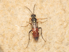 Tenthredopsis floricola