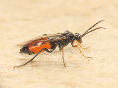 Tenthredopsis floricola