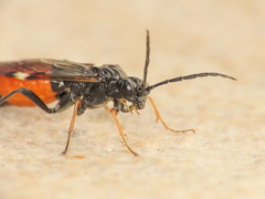 Tenthredopsis floricola