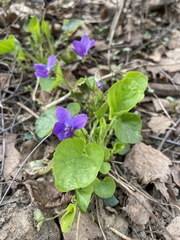 Viola odorata