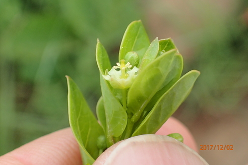 Image of Clutia cordata by no rights reserved