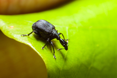 Allapoderus dentipes