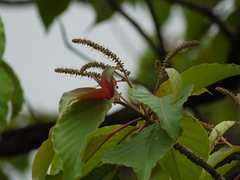 Hymenodictyon obovatum