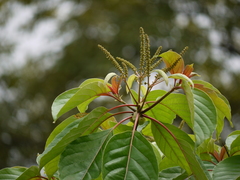 Hymenodictyon obovatum