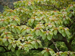 Hymenodictyon obovatum