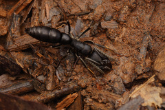 Pachycondyla crassinoda