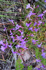 Lobelia tomentosa