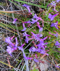 Lobelia tomentosa
