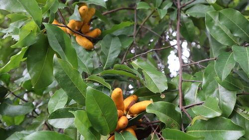 Uvaria chamae