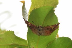 Eagris sabadius sabadius