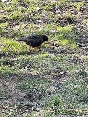 Sturnus vulgaris