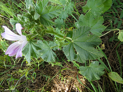 Malva
