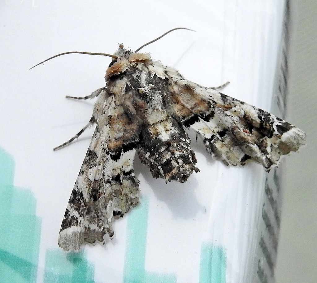 Eutelia bowkeri