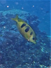 Siganus trispilos