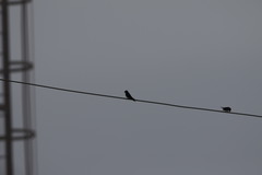 Hirundo tahitica