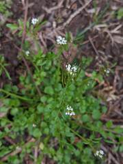 Cardamine
