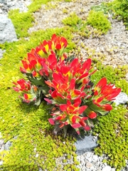 Castilleja tolucensis