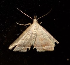 Lysimelia lenis