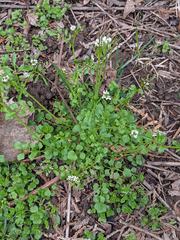 Cardamine
