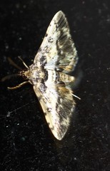 Nacoleia amphicedalis