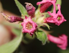 Cestrum roseum