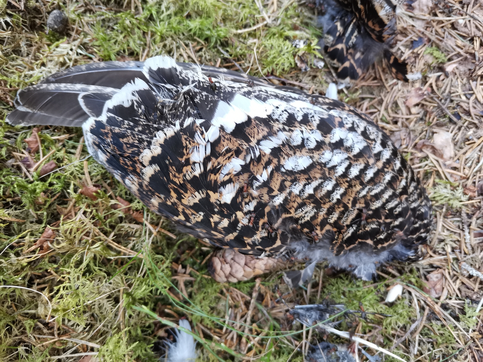 Hazel Grouse
