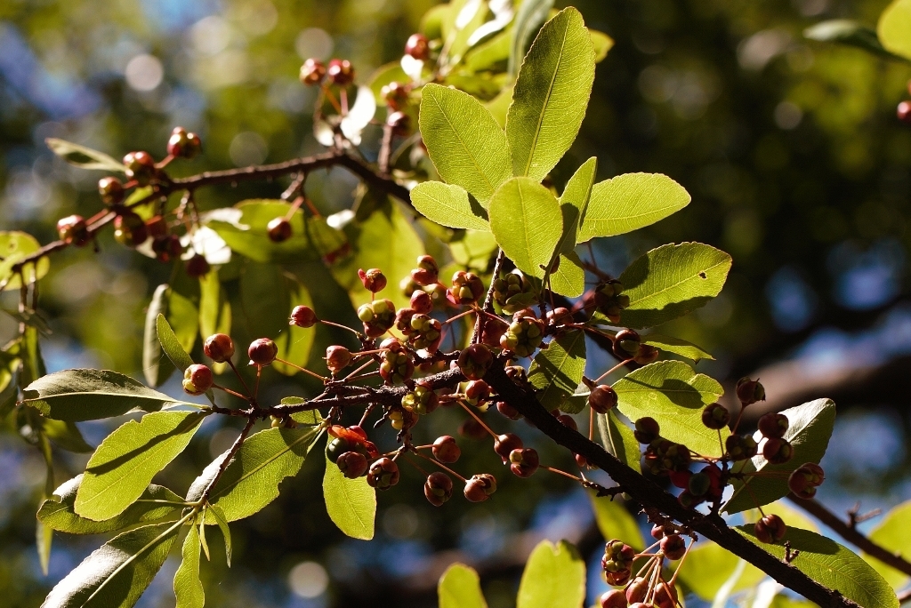 Ochna schweinfurthiana