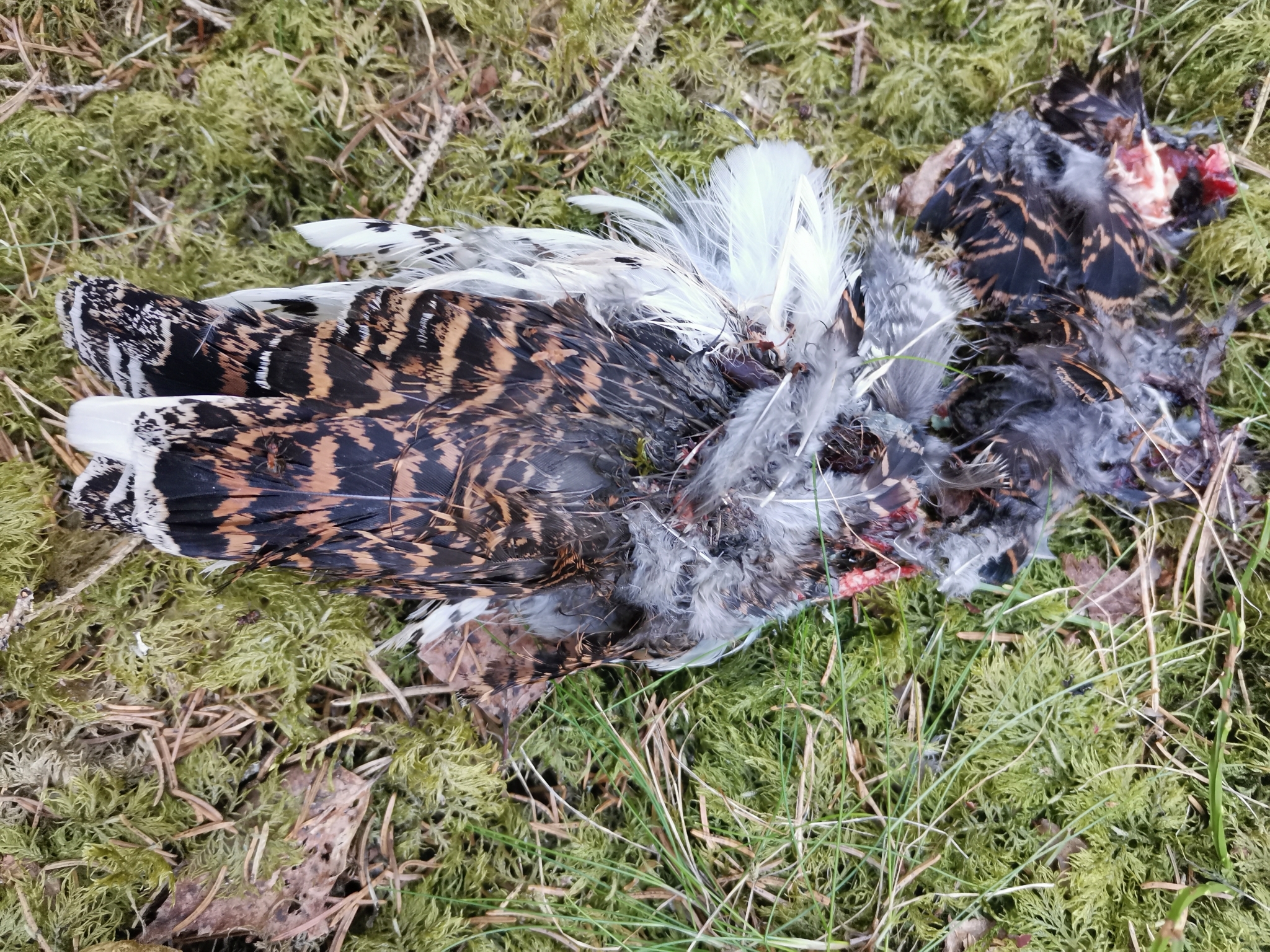Hazel Grouse