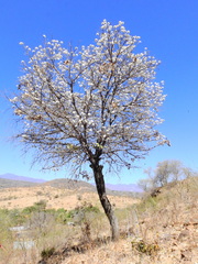 Cordia sonorae
