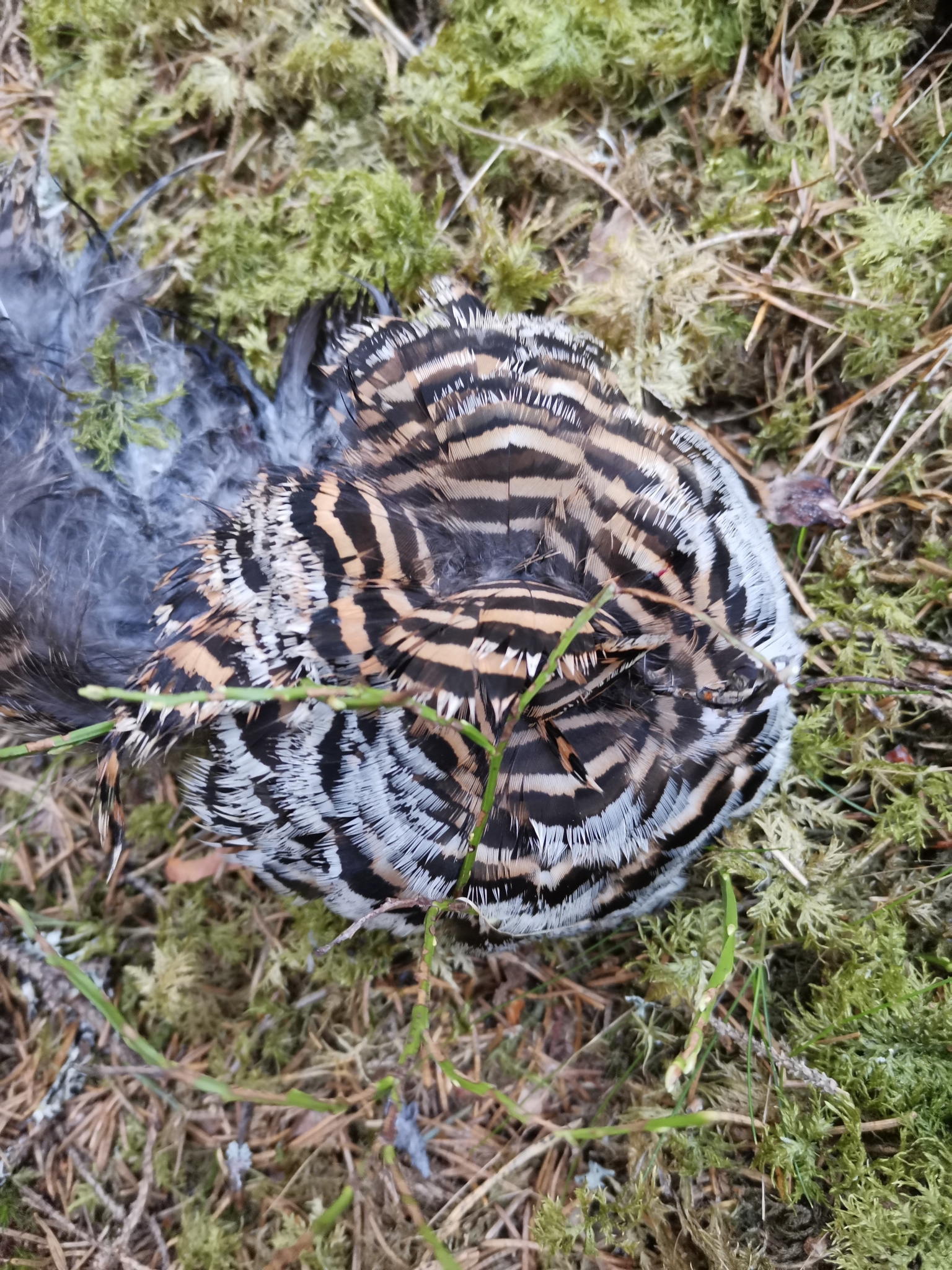 Hazel Grouse