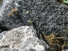 Stenocercus crassicaudatus