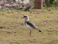 Vanellus resplendens