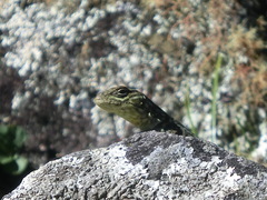 Stenocercus crassicaudatus