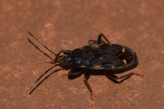 Eremocoris podagricus
