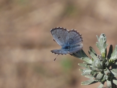 Pseudophilotes panoptes