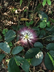 Calliandra tergemina