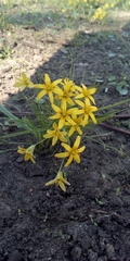 Gagea lutea